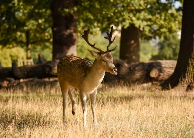 Richmond Park, London