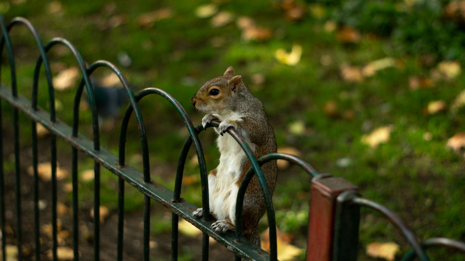 The best parks in London