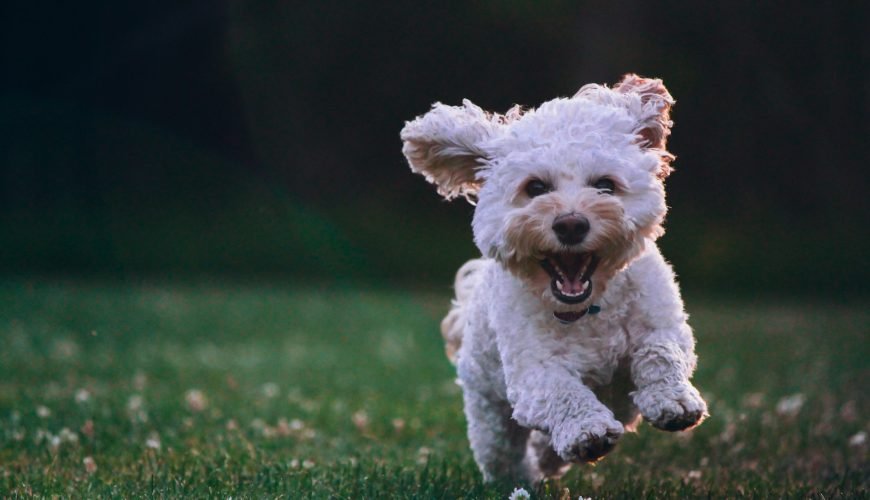 dog walking in New York city