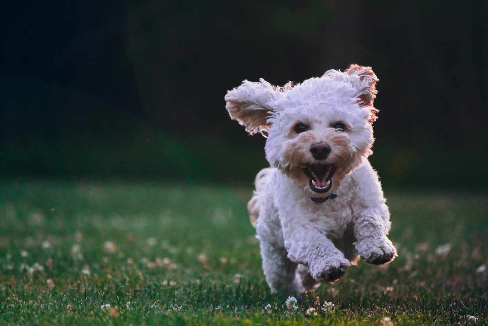 dog walking in New York city